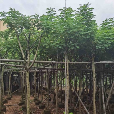 黄花槐4～10公分基地直发规格齐全质量优质