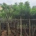 黄花槐4～10公分基地直发规格齐全质量优质