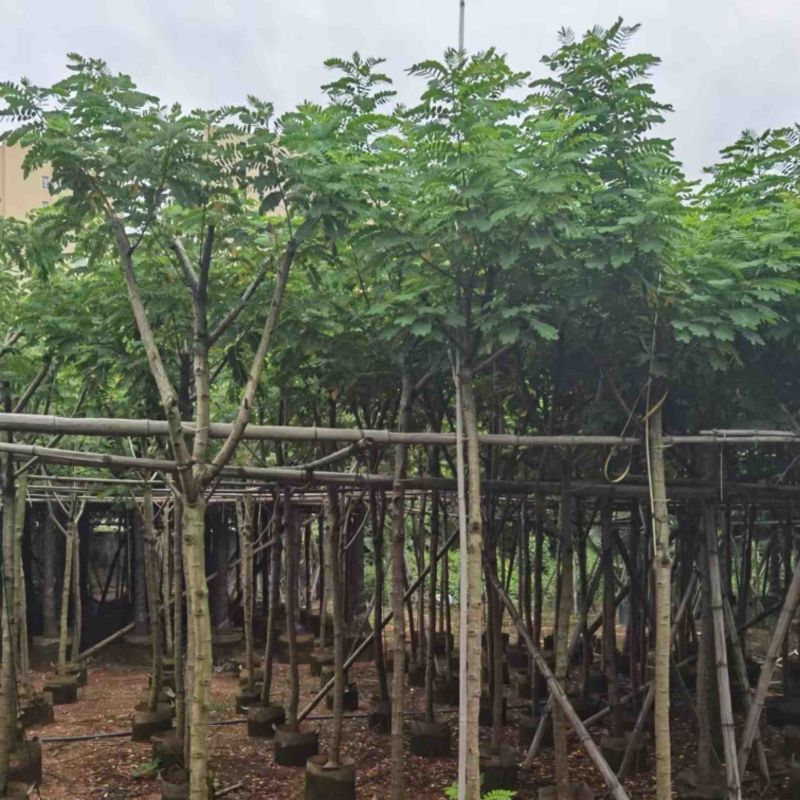 黄花槐4～10公分基地直发规格齐全质量优质