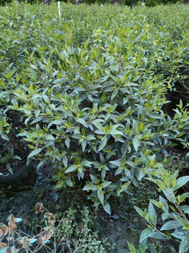 巴西野牡丹球50～1米高基地直发规格齐全质量优质