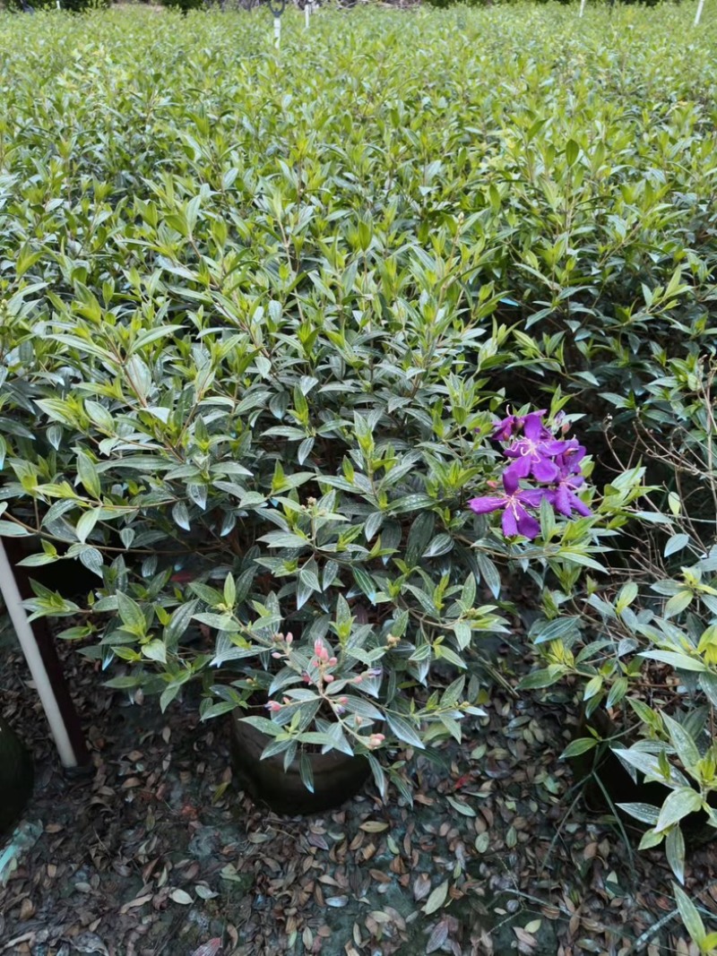 巴西野牡丹球50～1米高基地直发规格齐全质量优质