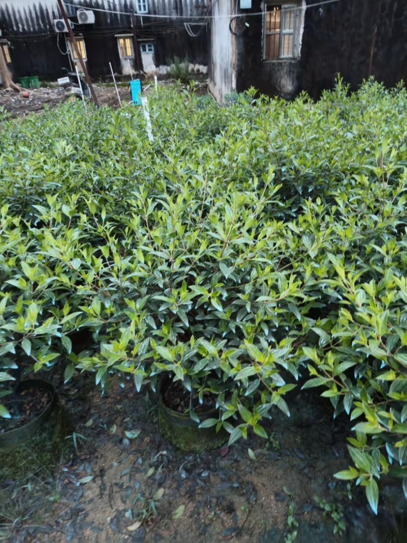 巴西野牡丹球50～1米高基地直发规格齐全质量优质