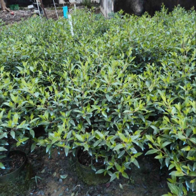 巴西野牡丹球50～1米高基地直发规格齐全质量优质
