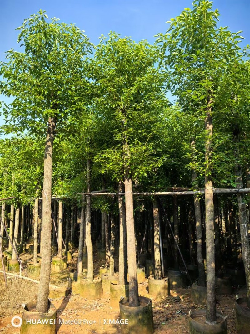 截杆香樟10～25公分基地直发规格齐全质量优质