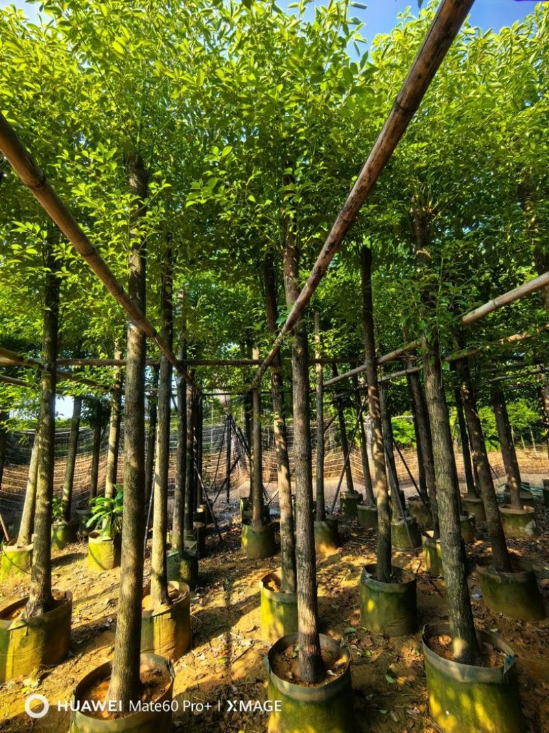截杆香樟10～25公分基地直发规格齐全质量优质