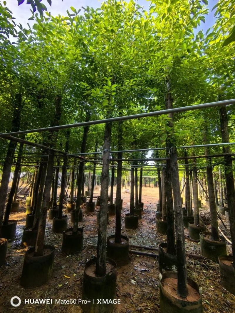 截杆香樟10～25公分基地直发规格齐全质量优质