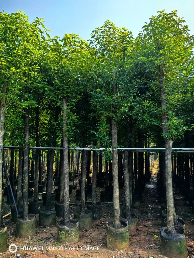 截杆香樟10～25公分基地直发规格齐全质量优质