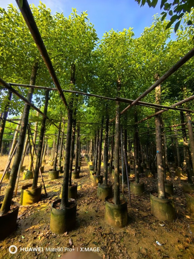 截杆香樟10～25公分基地直发规格齐全质量优质