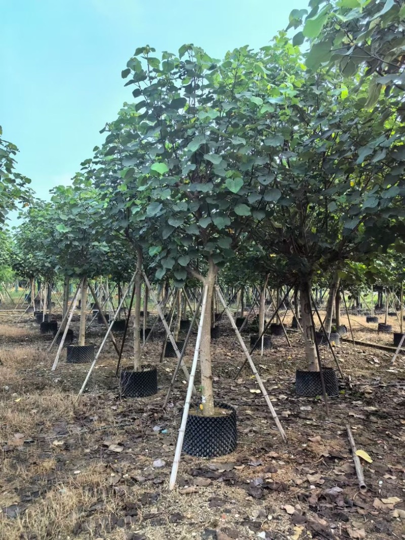 骨架黄槿8～15公分基地直发规格齐全质量优质