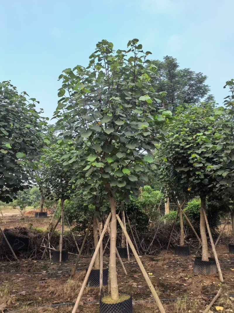 骨架黄槿8～15公分基地直发规格齐全质量优质