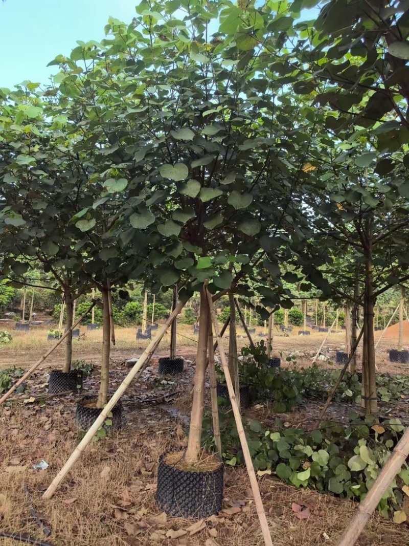 骨架黄槿8～15公分基地直发规格齐全质量优质