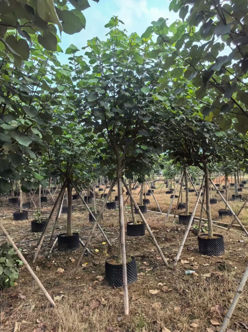 骨架黄槿8～15公分基地直发规格齐全质量优质