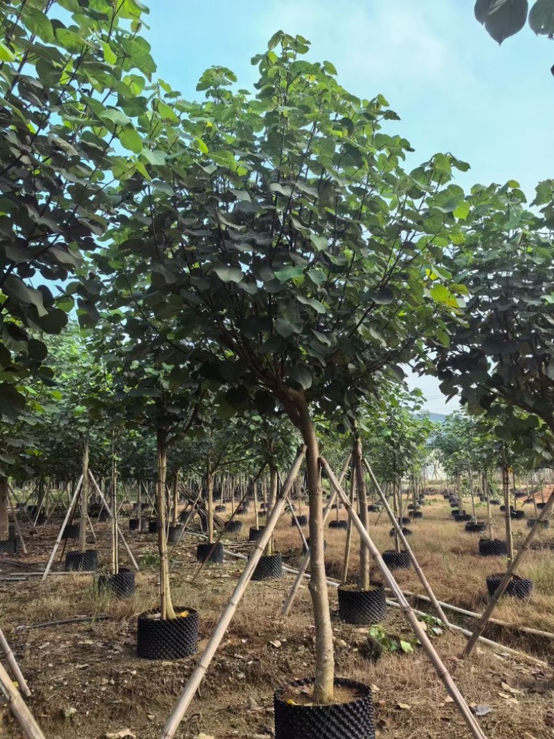 骨架黄槿8～15公分基地直发规格齐全质量优质