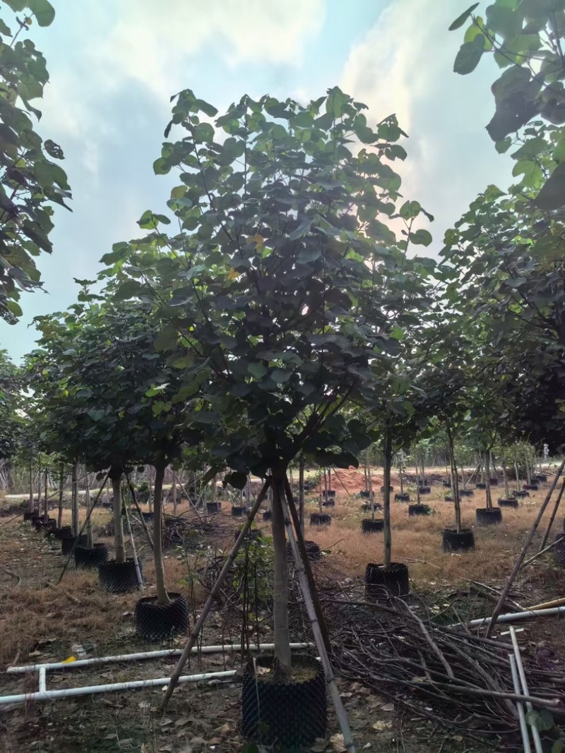 骨架黄槿8～15公分基地直发规格齐全质量优质