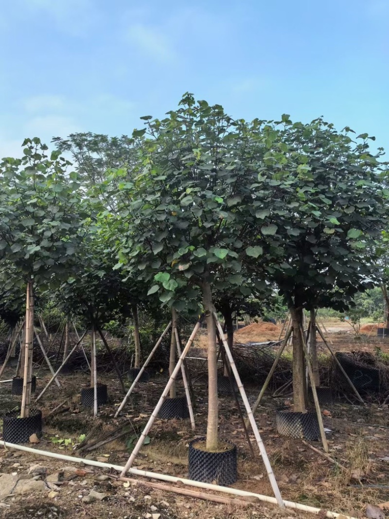 骨架黄槿8～15公分基地直发规格齐全质量优质