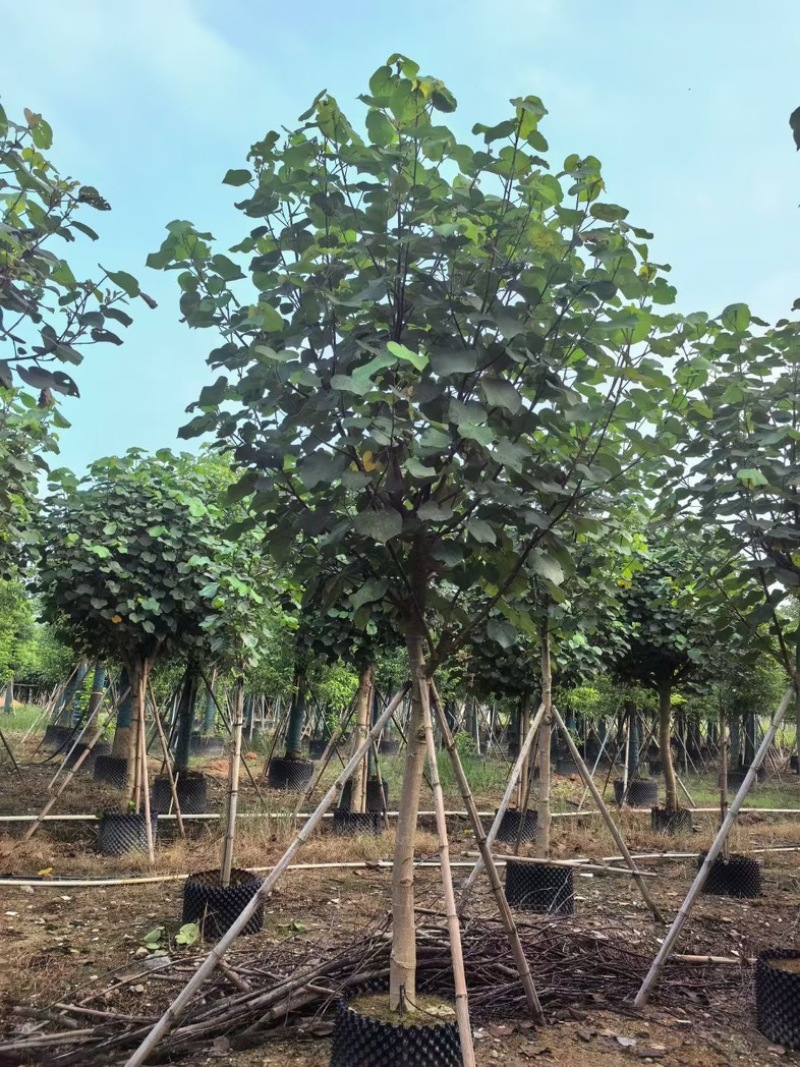骨架黄槿8～15公分基地直发规格齐全质量优质
