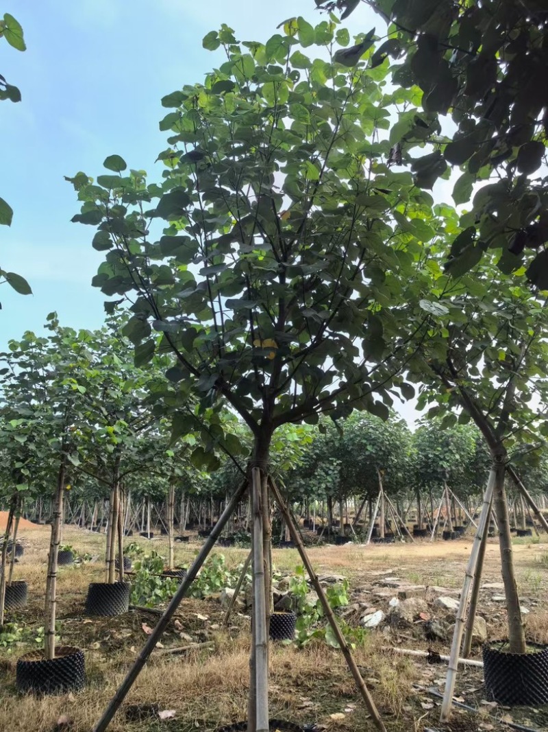 骨架黄槿8～15公分基地直发规格齐全质量优质