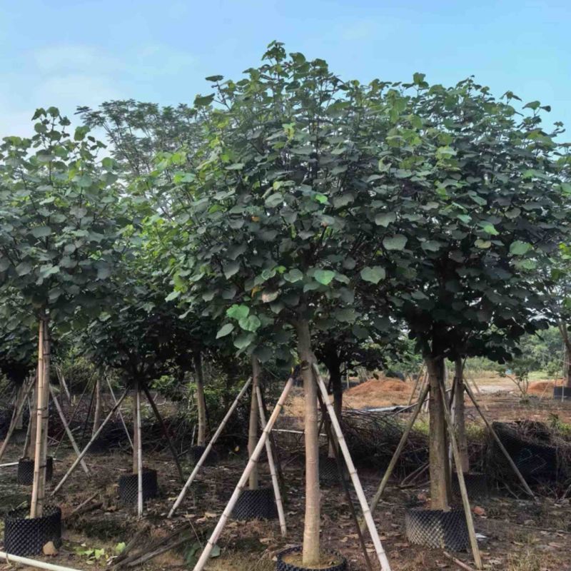 骨架黄槿8～15公分基地直发规格齐全质量优质
