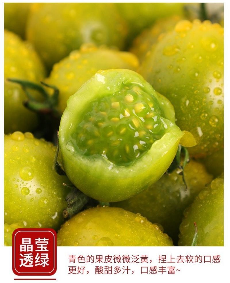 新鲜青口蜜圣女果小番茄现摘现发酸甜孕妇水