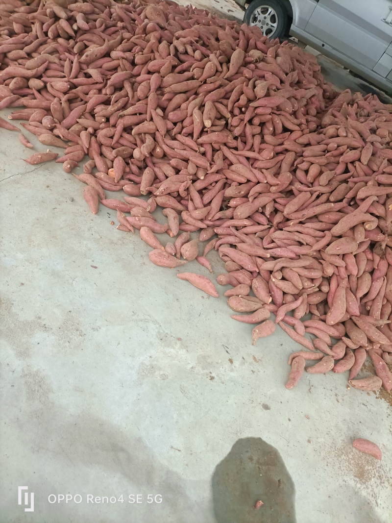 瓦岗丘陵地西瓜红薯