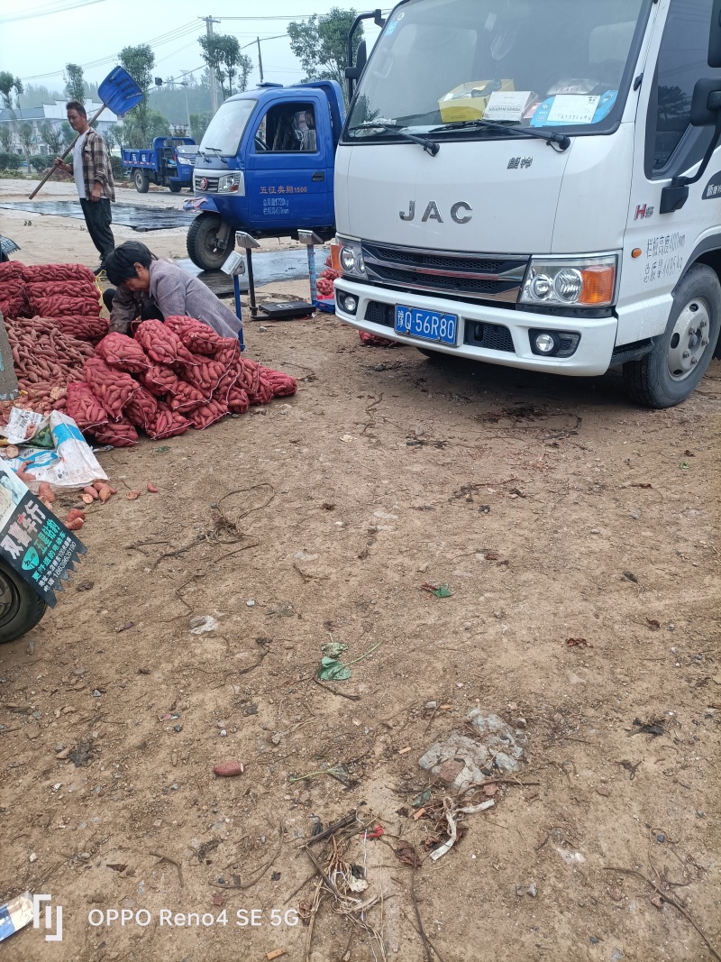 瓦岗丘陵地西瓜红薯