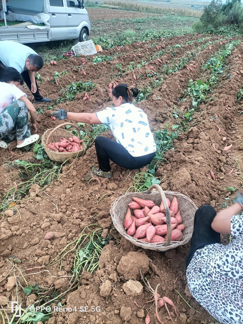 瓦岗丘陵地西瓜红薯