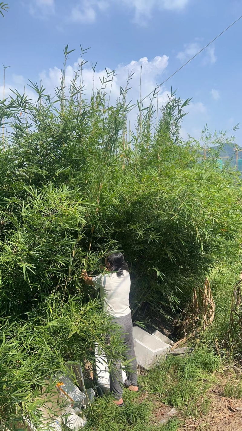 琴丝竹高度1.5m，基地有量，欢迎来一亩田订购。