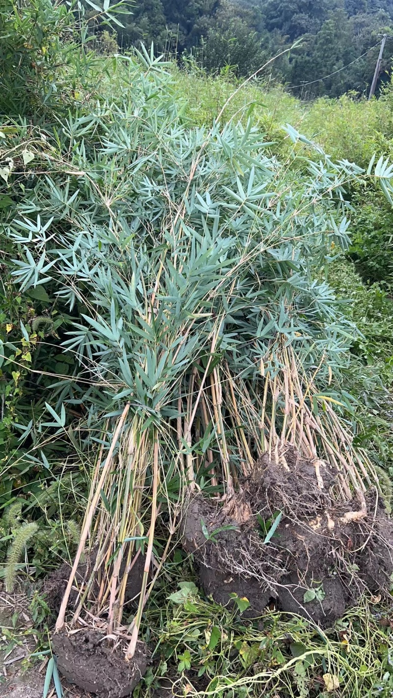 琴丝竹高度1.5m，基地有量，欢迎来一亩田订购。