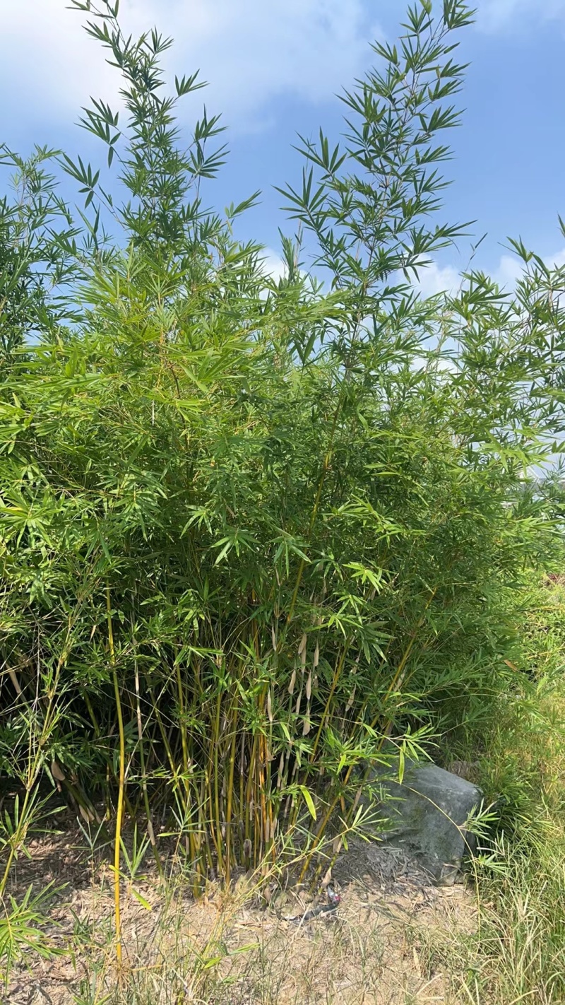 琴丝竹高度1.5m，基地有量，欢迎来一亩田订购。