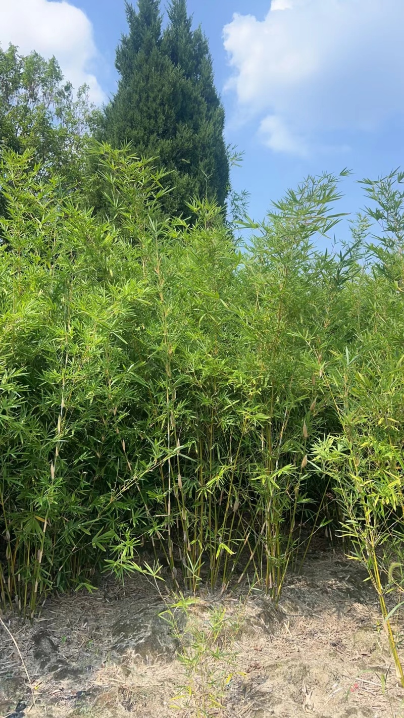 琴丝竹高度1.5m，基地有量，欢迎来一亩田订购。