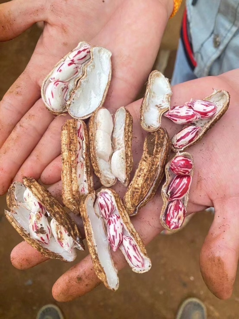 咸干七彩花生产地直销大货批发七彩花生煮熟