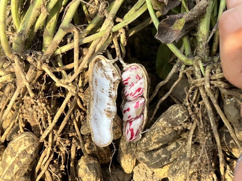 咸干七彩花生产地直销大货批发七彩花生煮熟