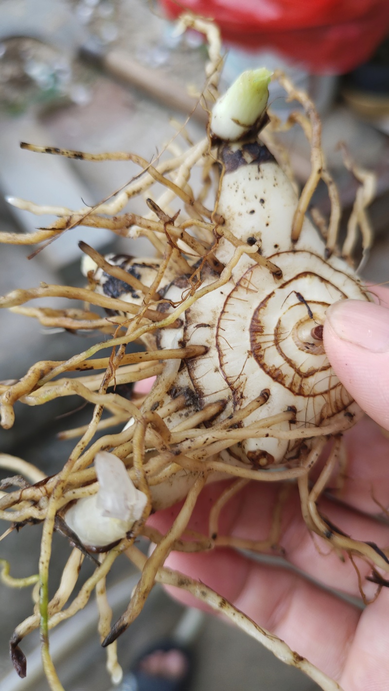 全网低价白芨供应规格多样随时咨询