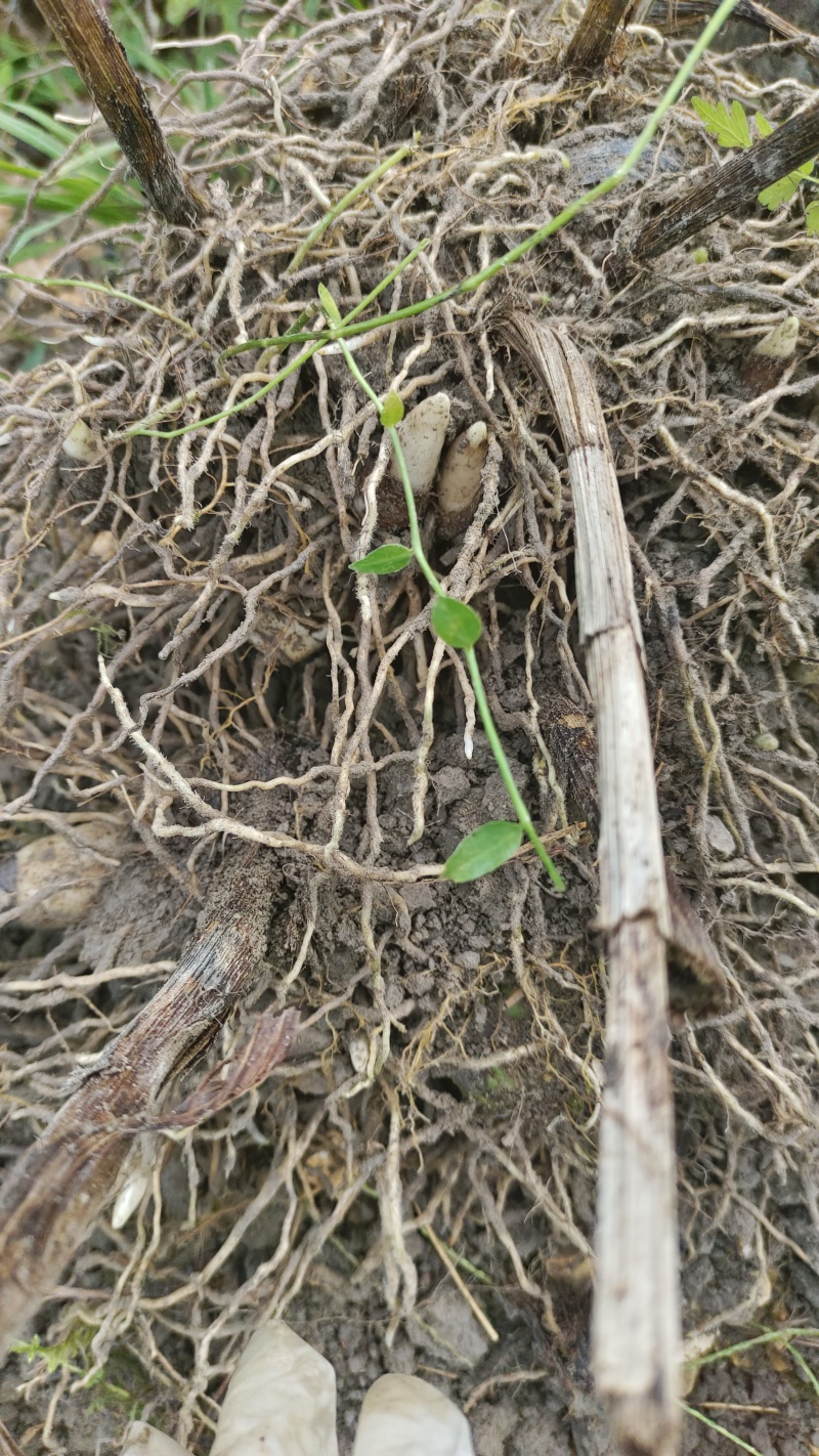 全网低价白芨供应规格多样随时咨询