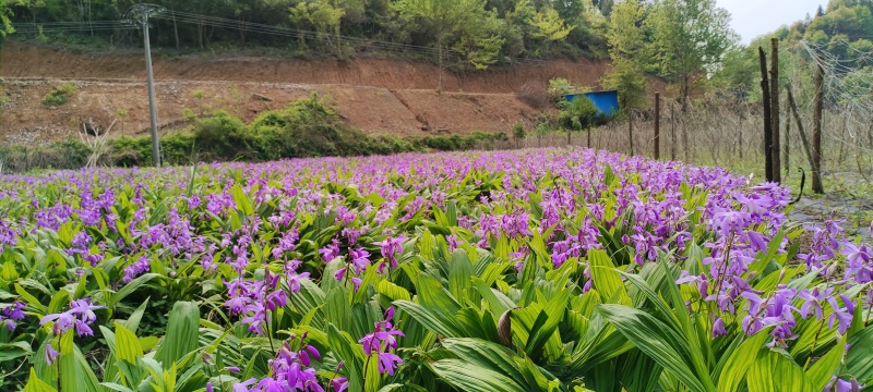 全网低价白芨供应规格多样随时咨询