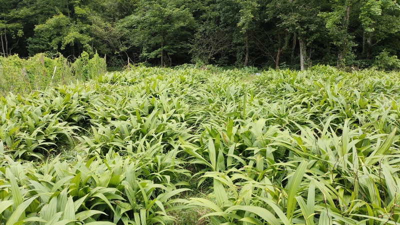 全网低价白芨供应规格多样随时咨询