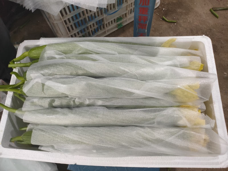 鲜花丝瓜/全国发货，可供商超，市场，平台