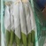 鲜花丝瓜/全国发货,可供商超,市场,平台