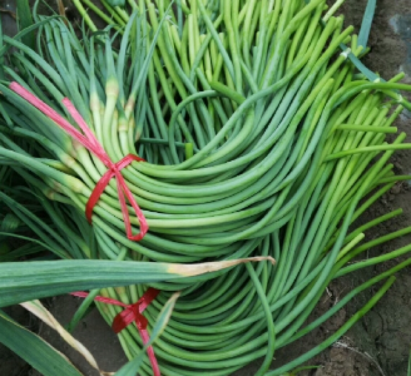 【推荐】蒜薹/白帽蒜薹/基地直发/欢迎咨询50-60cm