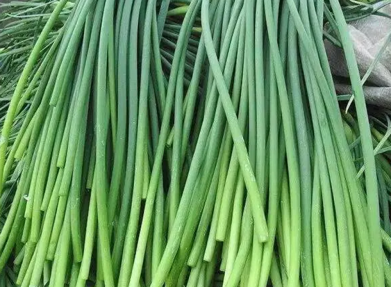 【推荐】蒜薹/白帽蒜薹/基地直发/欢迎咨询50-60cm