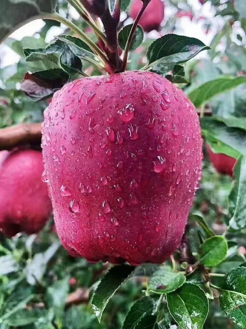 高山花牛苹果甘肃苹果产地一手货源品质保障对接全国