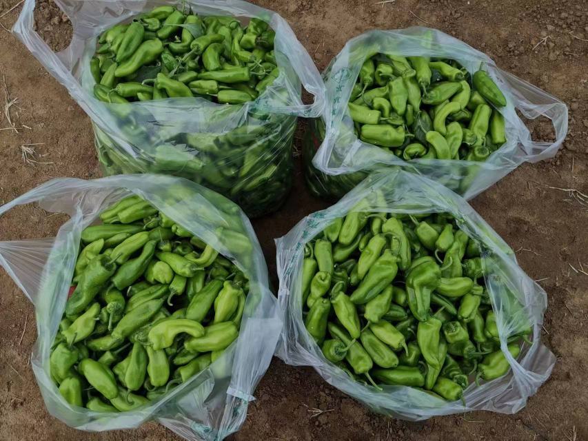 枣庄薄皮椒成品展示图