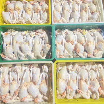 广东清远鸡鸡肉活鸡场地直发一手货源高端货品。