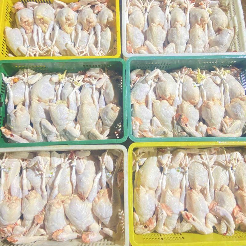广东清远鸡鸡肉活鸡场地直发一手货源高端货品。