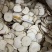 大量出售干白芷基地直发鲜白芷大量出售货源充足欢迎咨询
