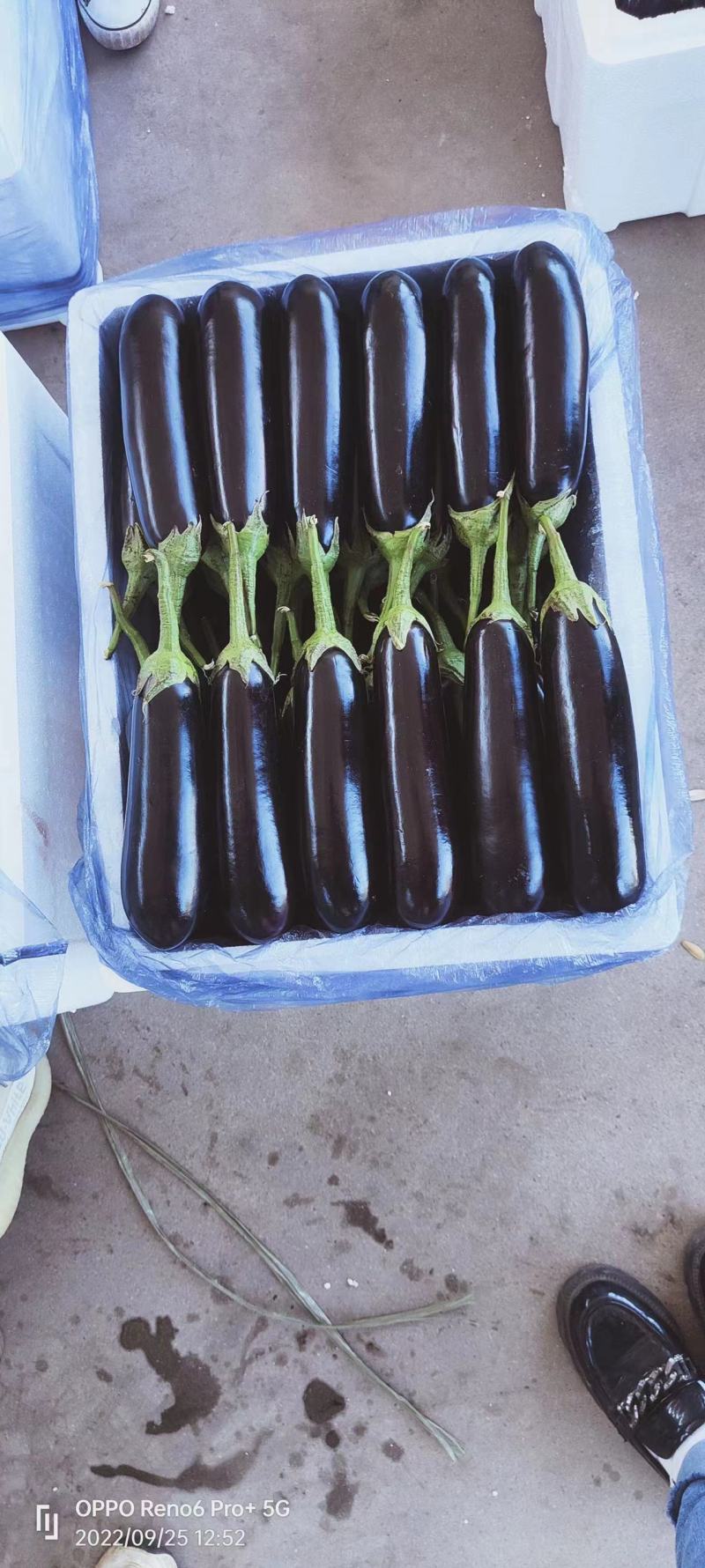 寿光精品绿把长茄，产地直销，源头供应，货源充足