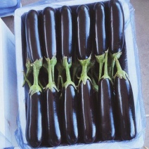 寿光精品绿把长茄，产地直销，源头供应，货源充足