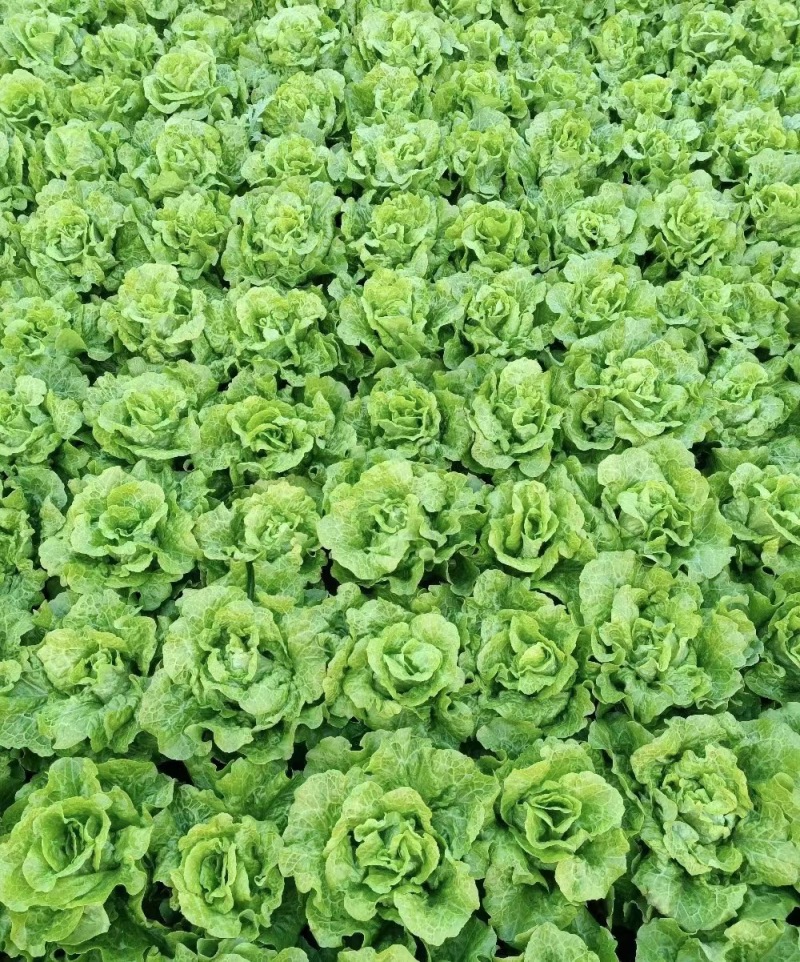 生菜大量上市，江苏淮安基地直发，供商超，批发市场档口等。