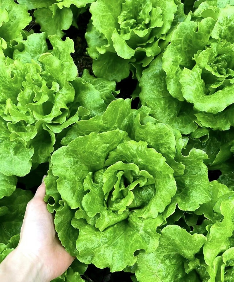 生菜大量上市，江苏淮安基地直发，供商超，批发市场档口等。