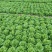 生菜大量上市，江苏淮安基地直发，供商超，批发市场档口等。